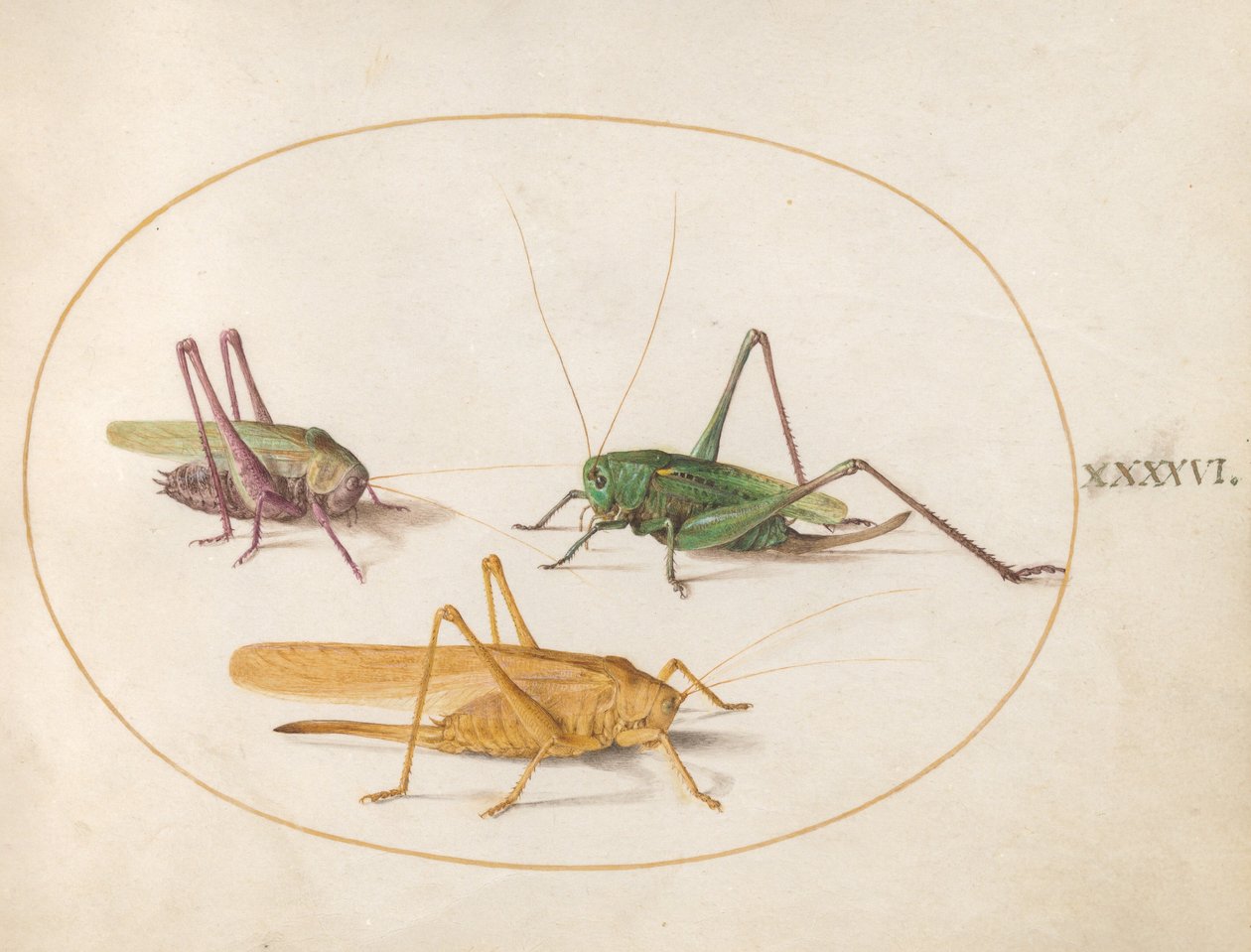Plate 46: Three Grasshoppers by Joris Hoefnagel