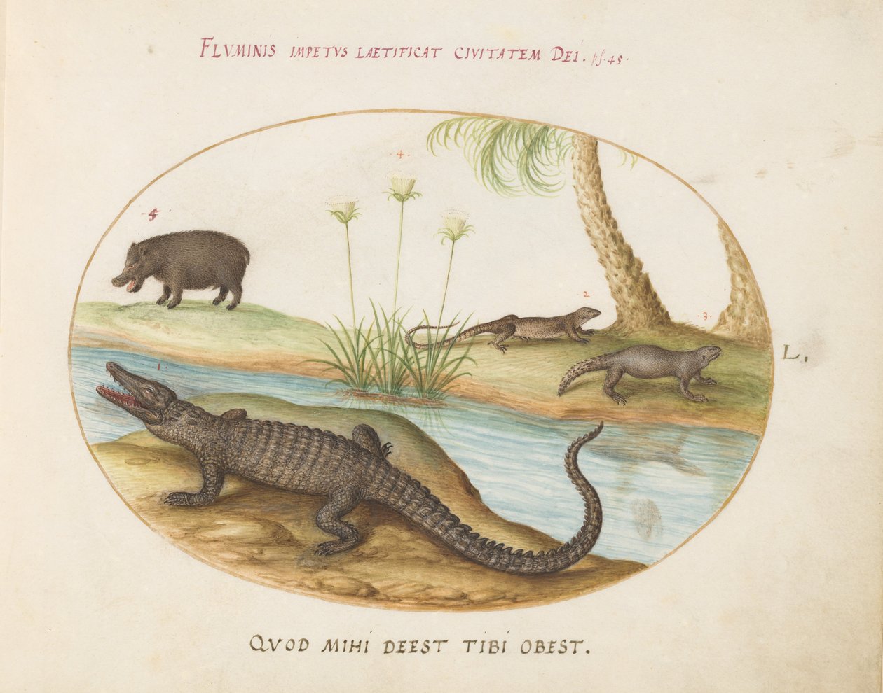 A Crocodile(?), a Hippopotamus(?), and Two Lizards with a Papyrus Plant (Plate 50) by Joris Hoefnagel