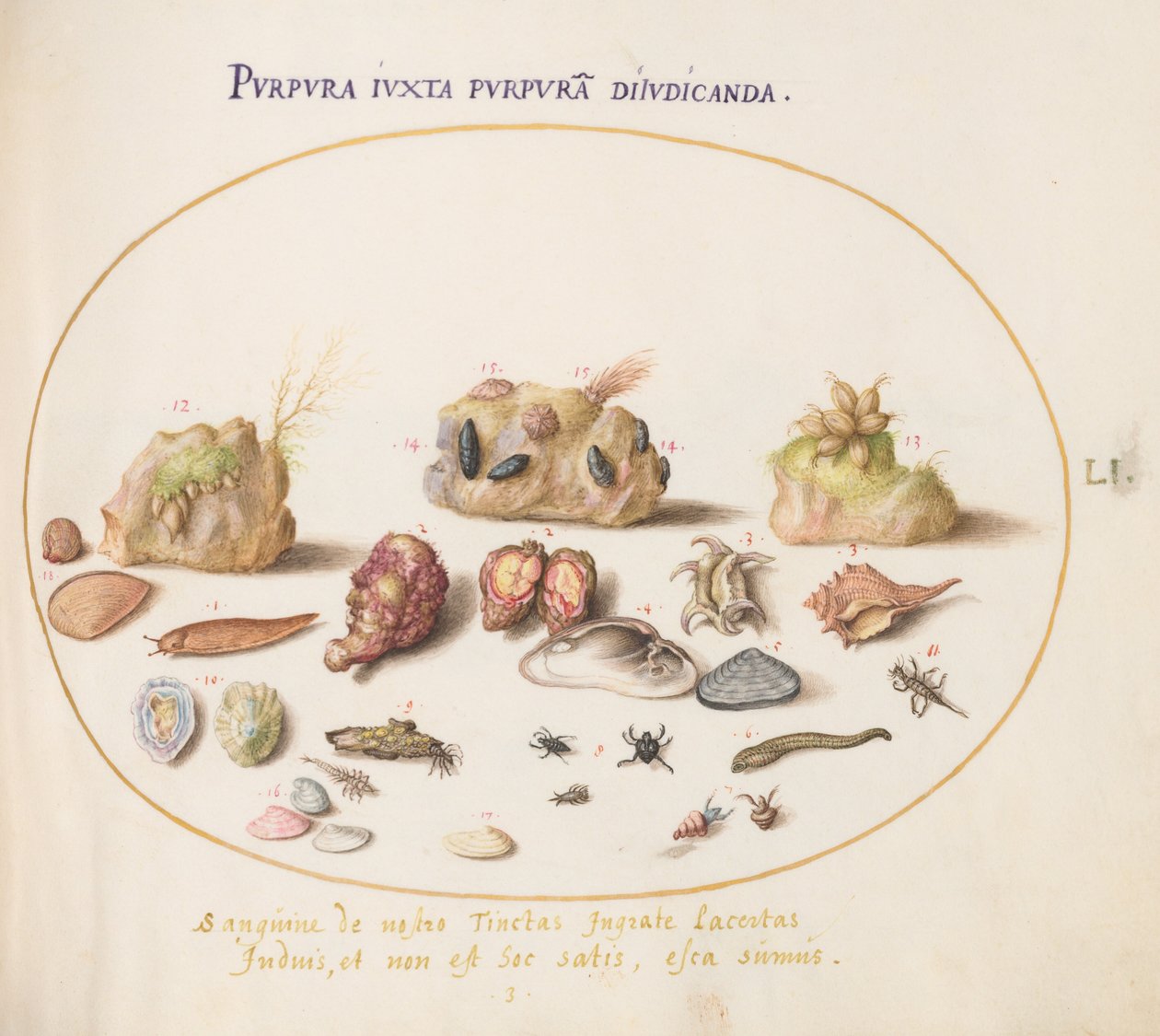 Plate 51: Murex Mollusks, Shells, Hermit Crabs, a Slug, Insects, and Other Sea Life by Joris Hoefnagel