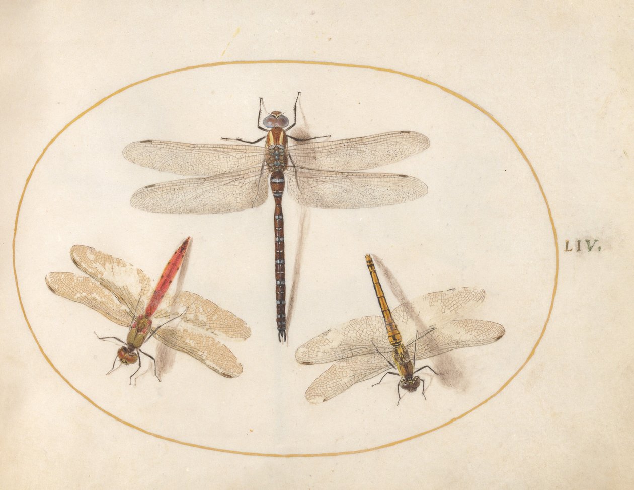 Plate 54: Hairy Dragonfly and Two Darters by Joris Hoefnagel