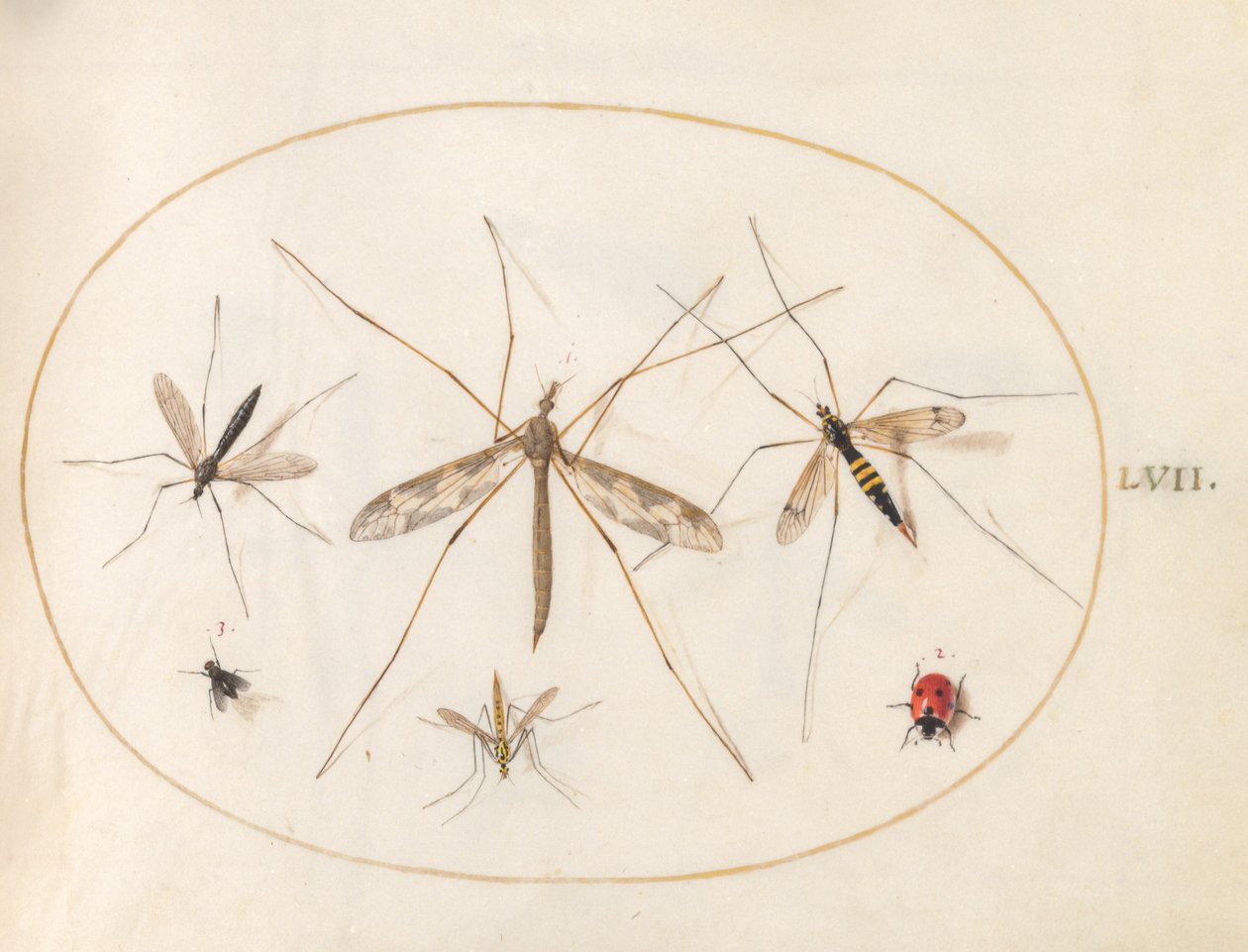 Plate 57: A Ladybug, a Fly, and Four Other Insects by Joris Hoefnagel