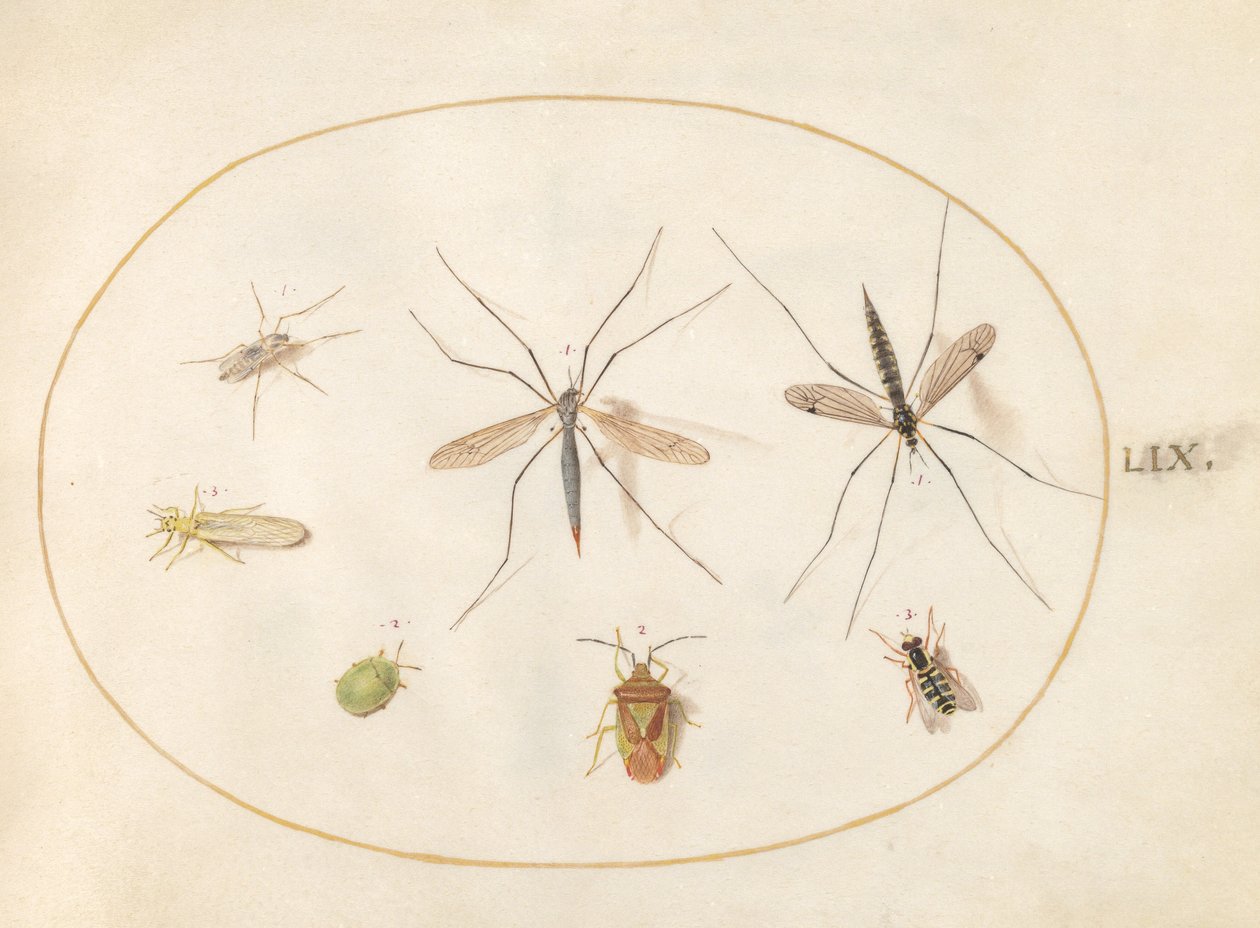 Seven Insects, Including a Hawthorn Shield Bug, Crane Flies, and a Hoverfly (Plate 59) by Joris Hoefnagel