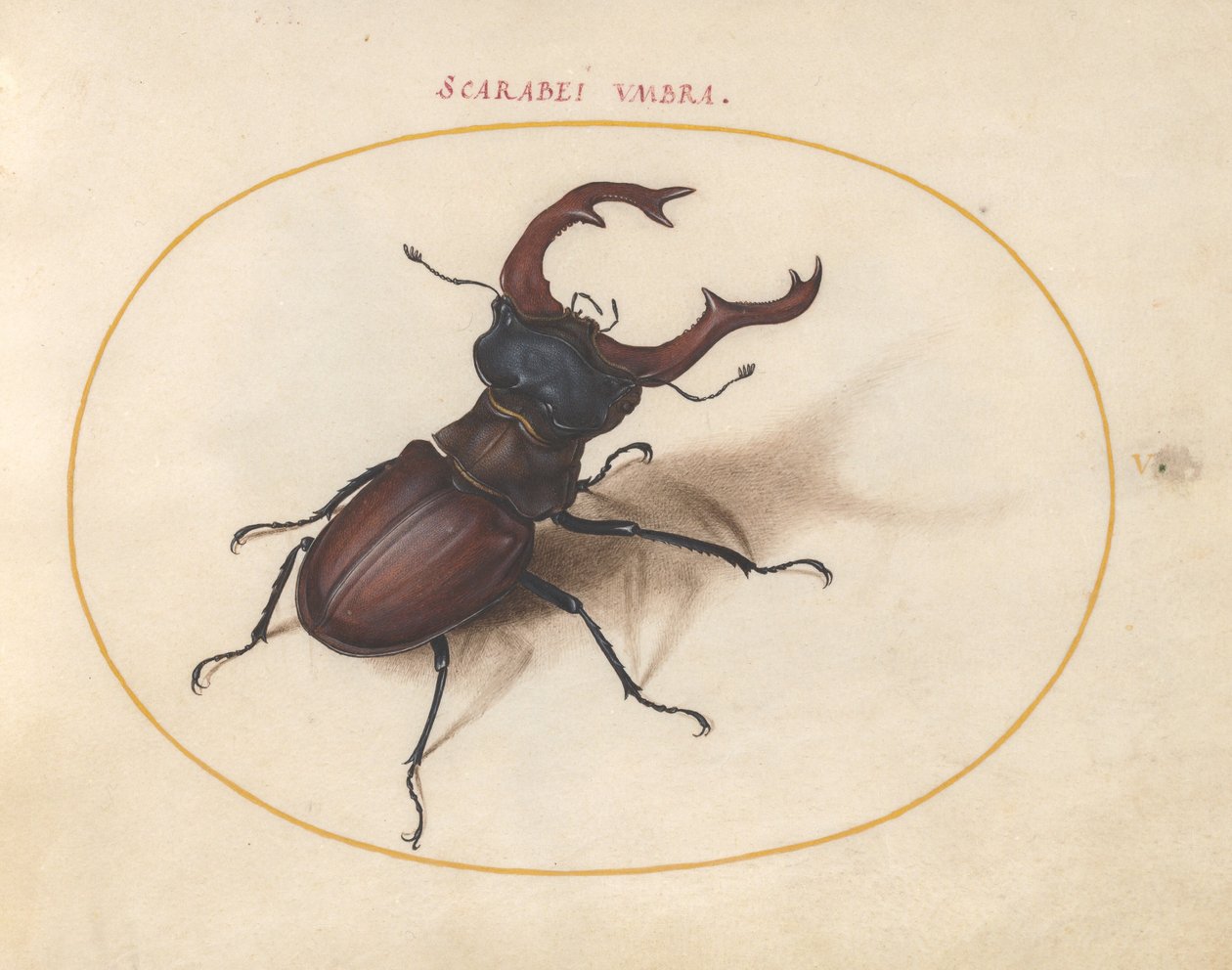 Plate 5: Stag Beetle by Joris Hoefnagel