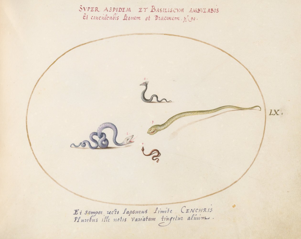 Plate 60: Four Small Snakes by Joris Hoefnagel