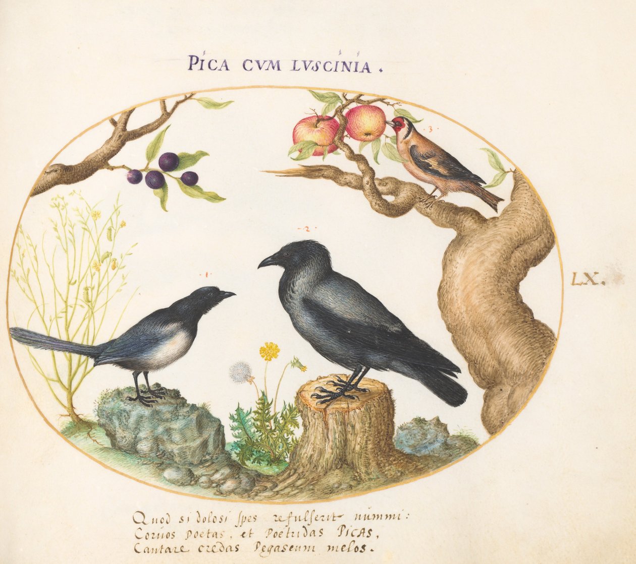 Plate 60: Magpie, Crow, and Goldfinch by Joris Hoefnagel