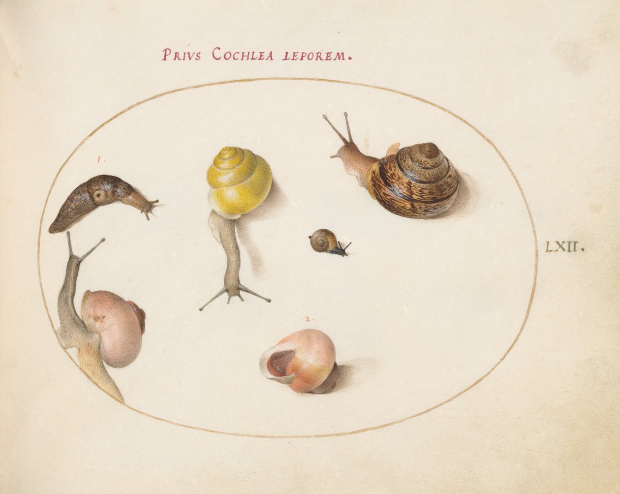 Plate 62: A Slug with Snails by Joris Hoefnagel