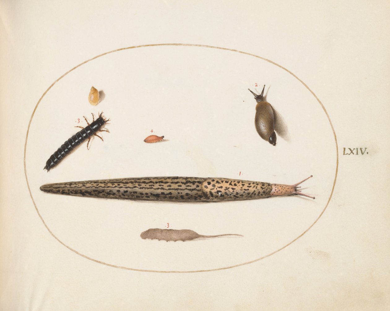 Plate 64: Leopard Slug, Ground Beetle Larva, a Rat-tailed Maggot, and Other Creatures by Joris Hoefnagel