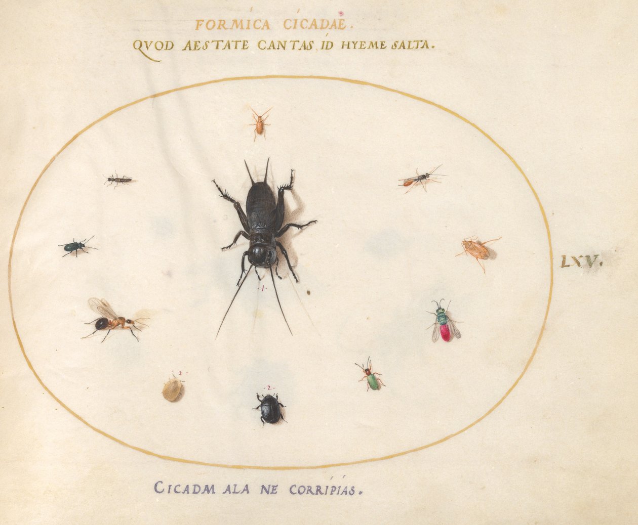 Plate 65: A Cricket Surrounded by Insects by Joris Hoefnagel