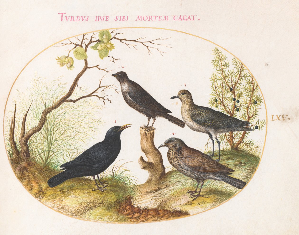 Blackbird, Starling(?), and Other Birds (Plate 65) by Joris Hoefnagel