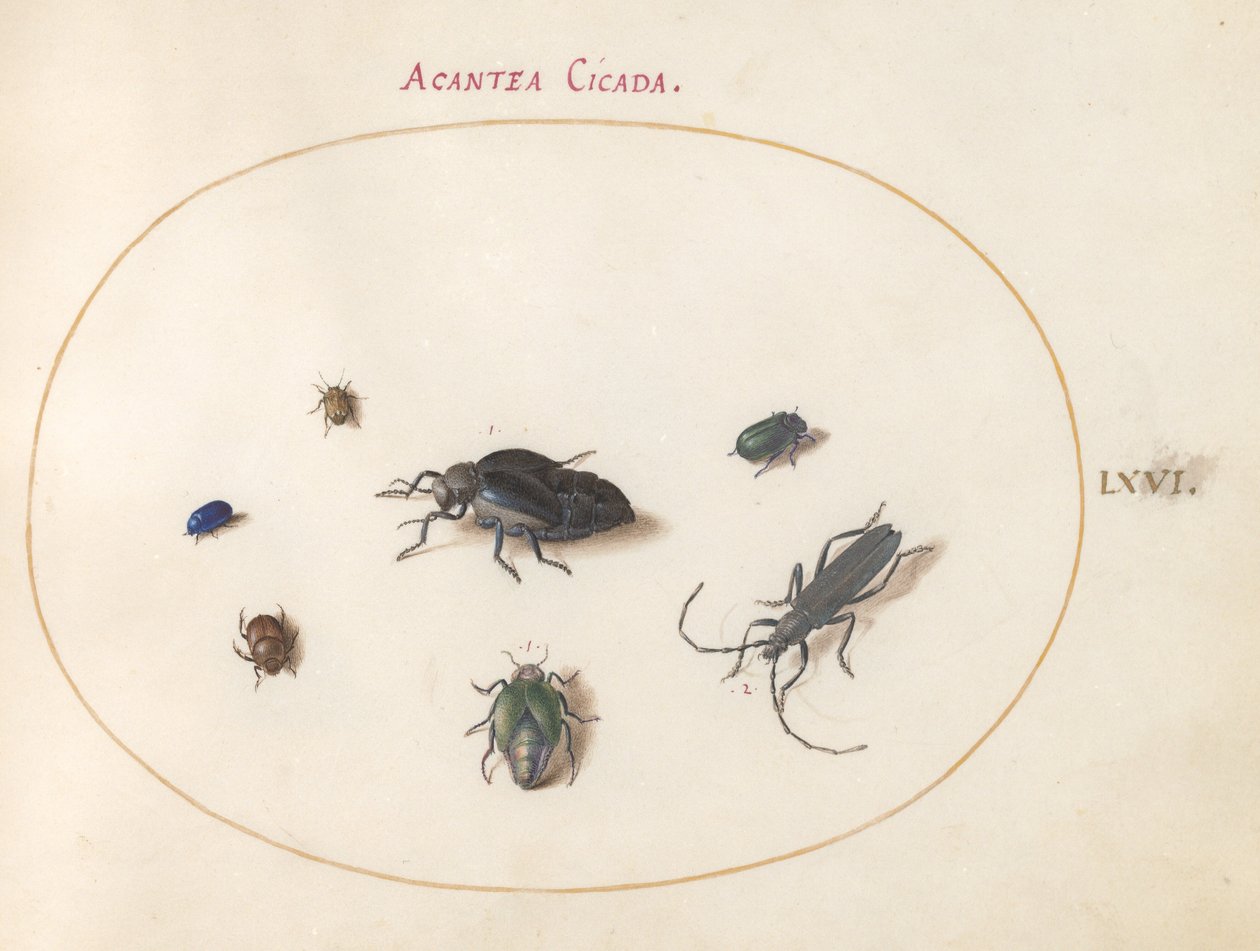 Two Oil Beetles, a Longhorn Beetle, and Four Other Insects by Joris Hoefnagel