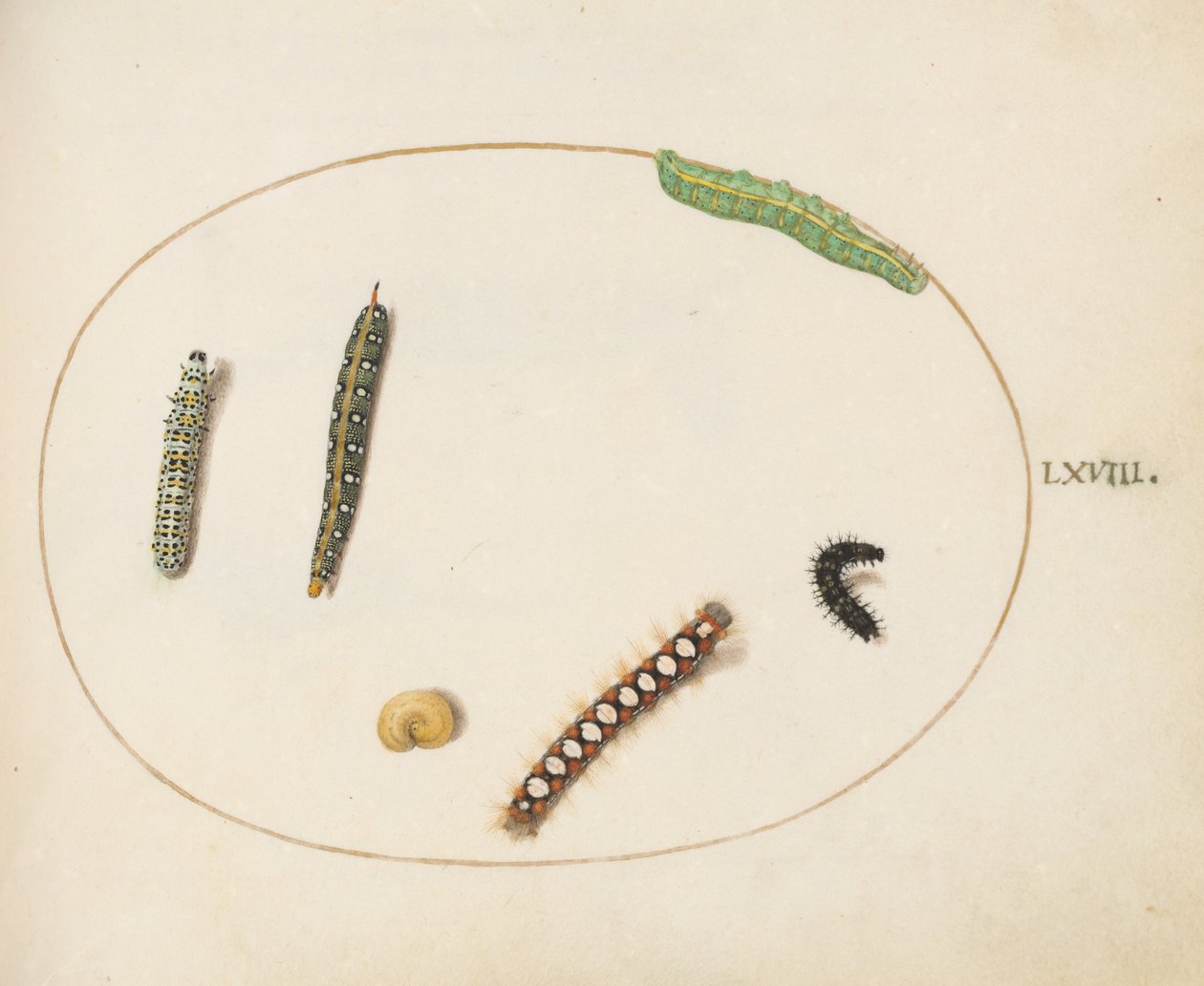 Leafy Spurge Hawkmoth Caterpillar, Mullein Moth Caterpillar, and Other Caterpillars by Joris Hoefnagel