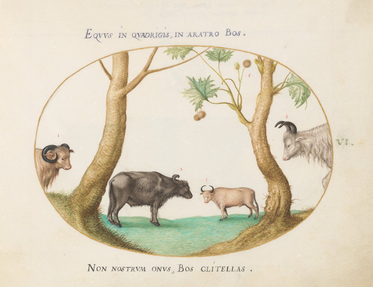 A Variety of Oxen with a Ram and a Water Buffalo by a Plane Tree (Plate 6) by Joris Hoefnagel