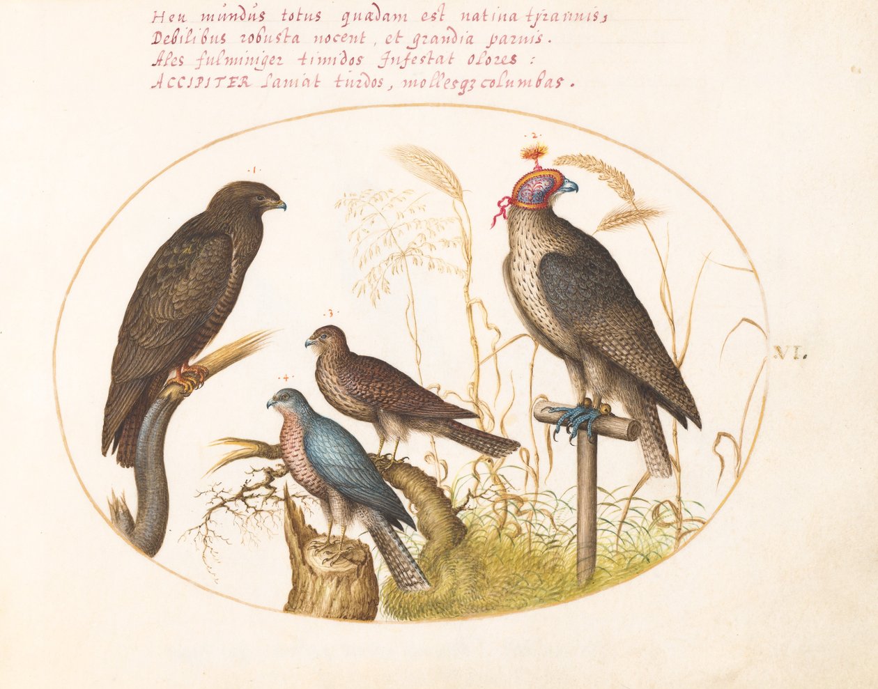 Plate 6: Four Birds of Prey, Including a Sparrowhawk(?) by Joris Hoefnagel