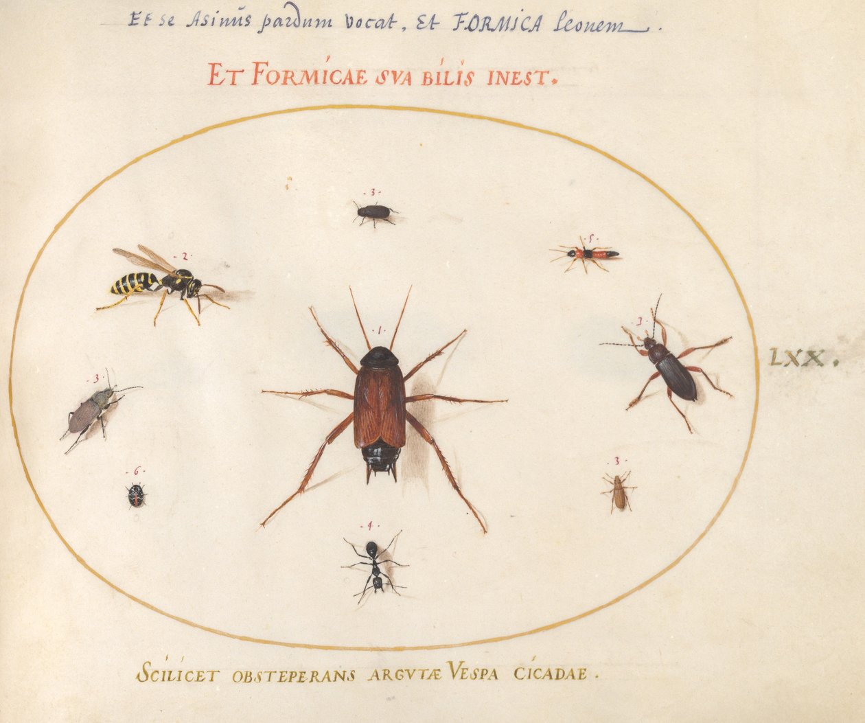 A Roach Surrounded by Insects by Joris Hoefnagel