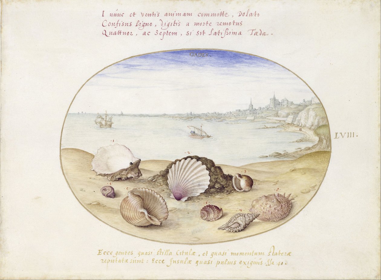 Seashells and View of Cadiz by Joris Hoefnagel