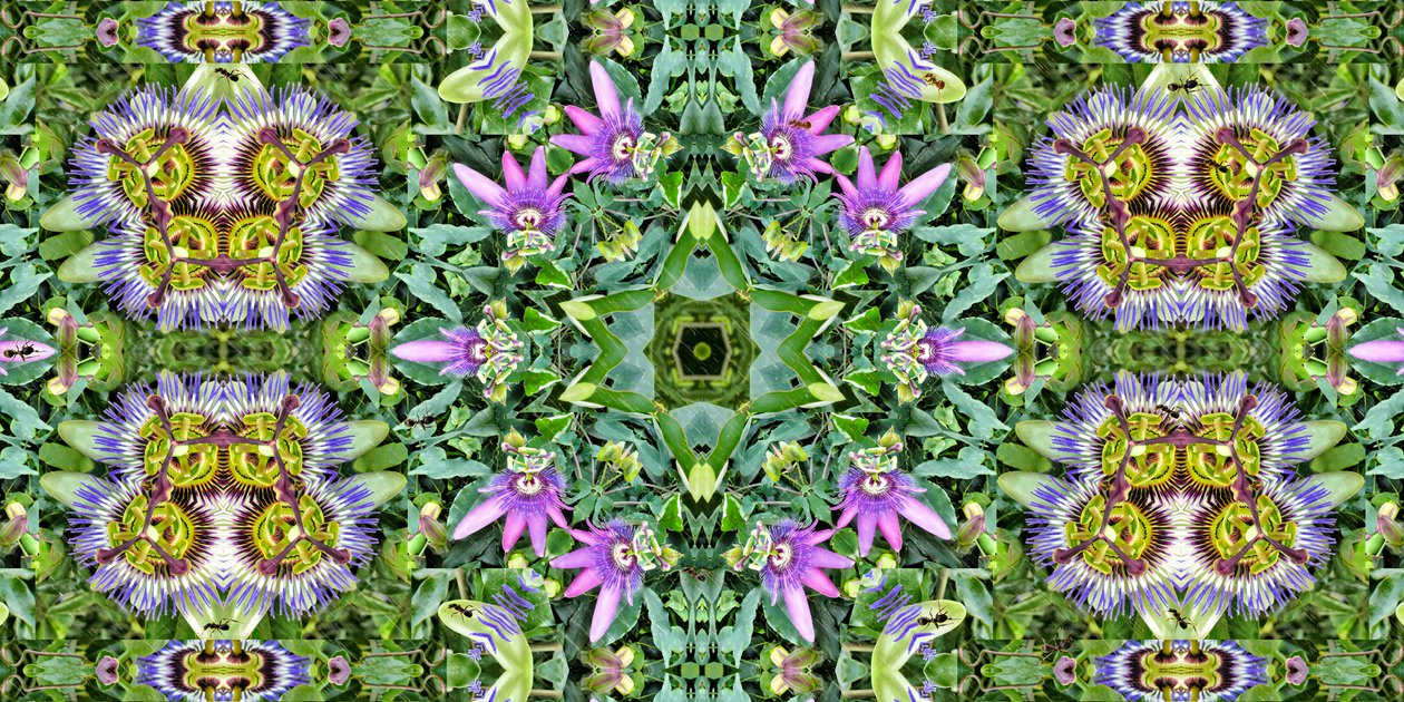 Creatures: Ants in the Passion Flower Field by Josef Johann Michel
