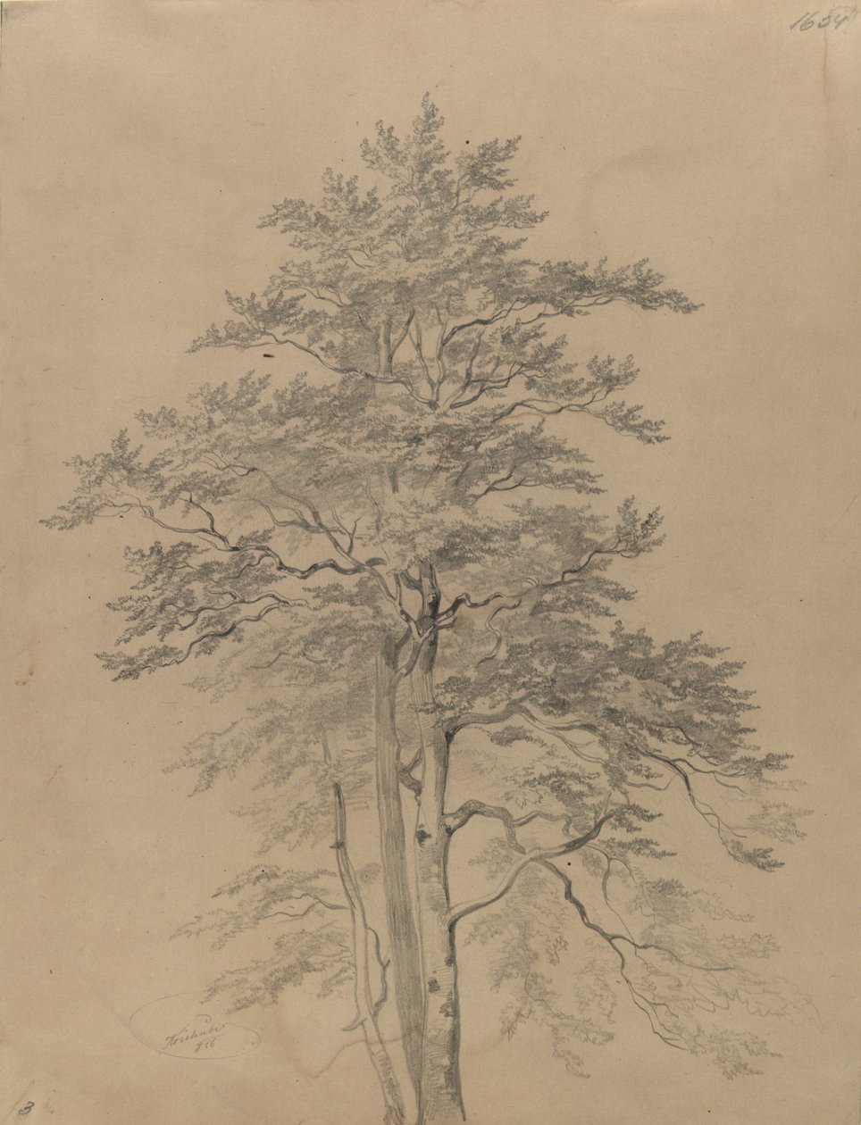 Study of a Tree by Josef Kriehuber