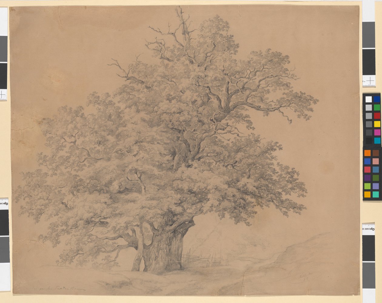 The Great Prater Tree by Josef Kriehuber