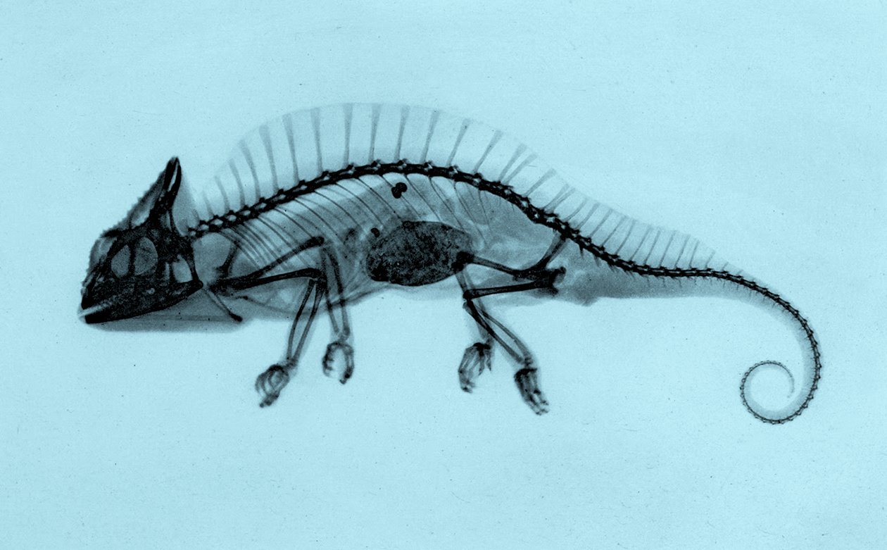 Historical X-ray of a Crested Chameleon (Trioceros cristatus) 1896 by Josef Maria Eder