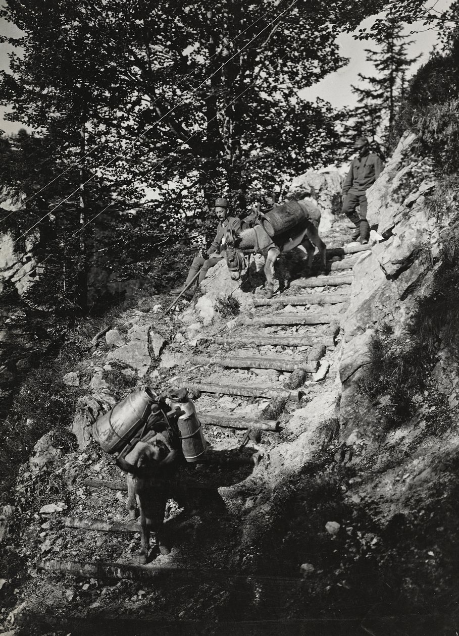 Album "Meine weltkriegs - Erinnerungen South-West Front (Carinthia, Italy, South Tyrol) 31/03/1915-12/11/1918 - Josef Zohles Wien": Army mules along a steep descent by Josef Zohles