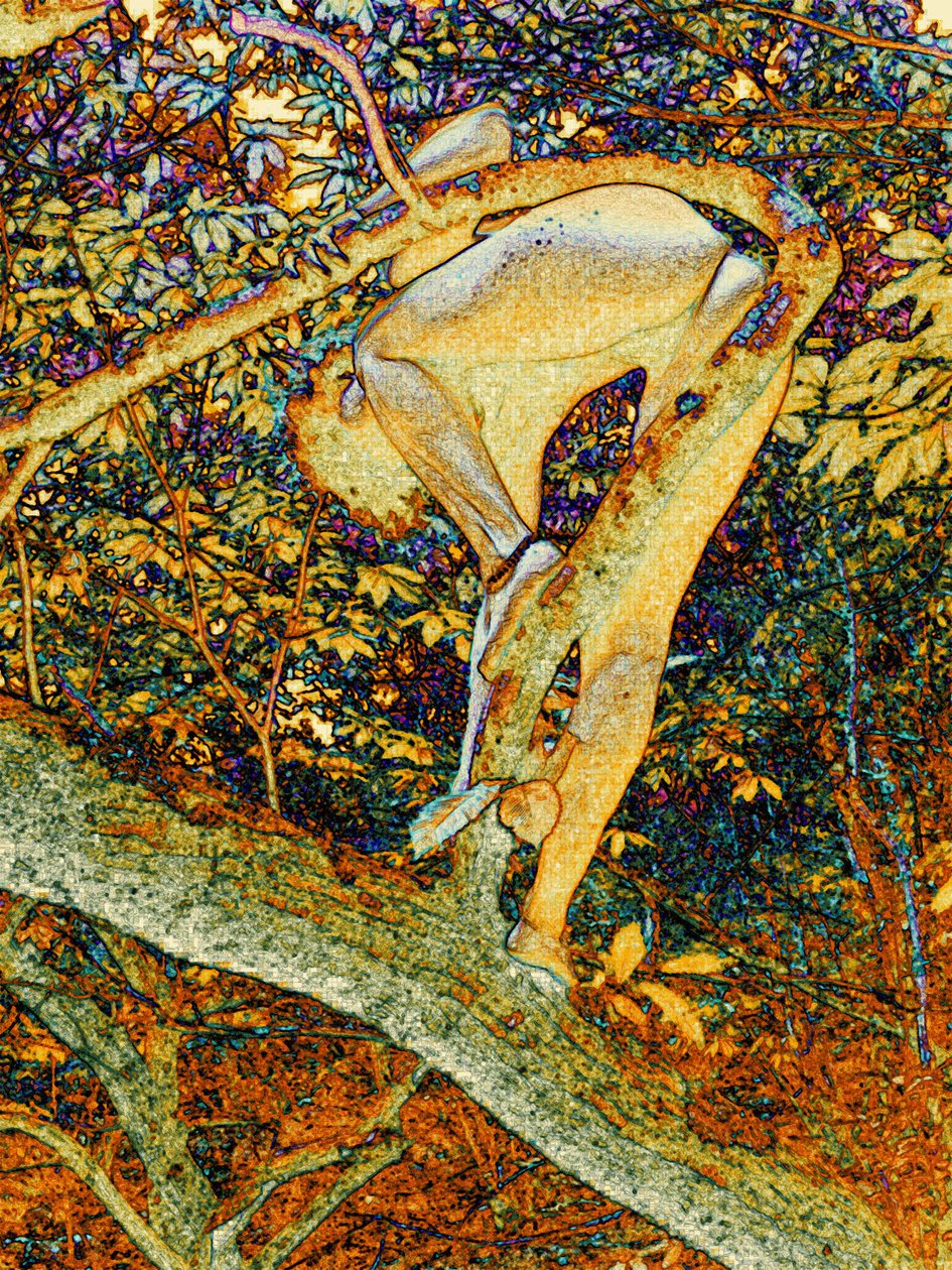 In the Tree by Joseph Angilella Auquier