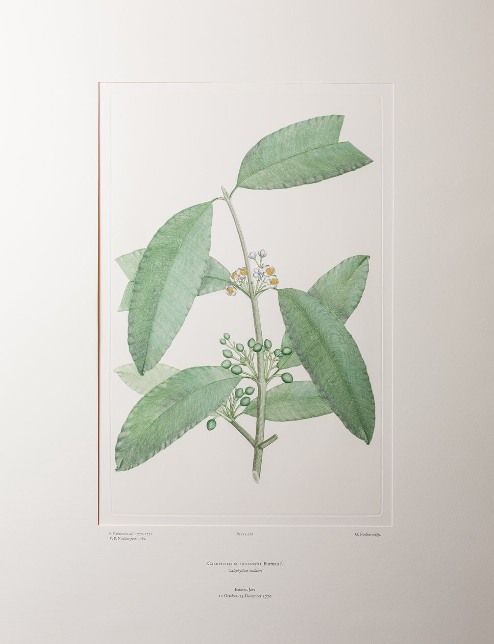 Calophyllum soulattri (Guttiferae) - Plate 362, Banks