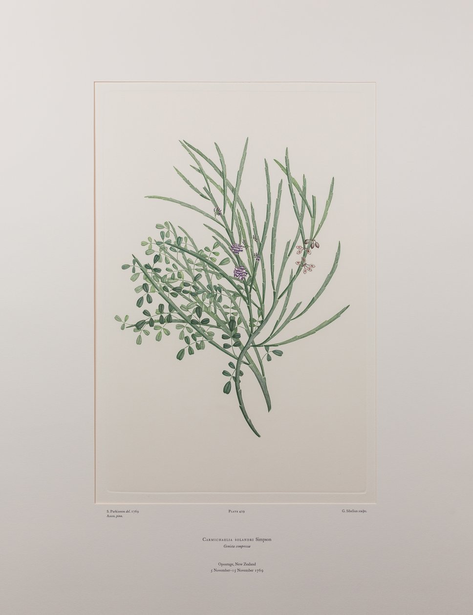 Carmichaelia solandri - Plate 429, Banks