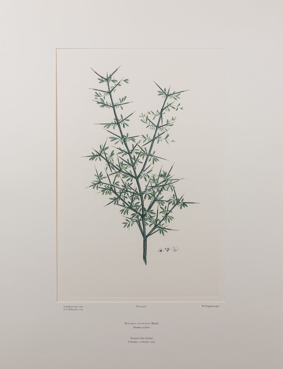 Discaria Toumatou (Rhamnaceae) - Plate 426, Banks