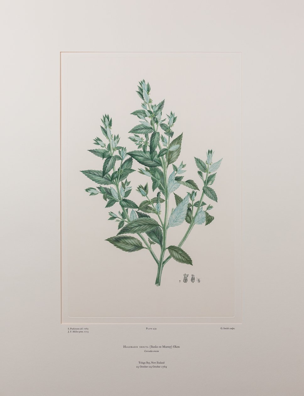 Haloragis erecta (Haloragidaceae) - Plate 439, Banks