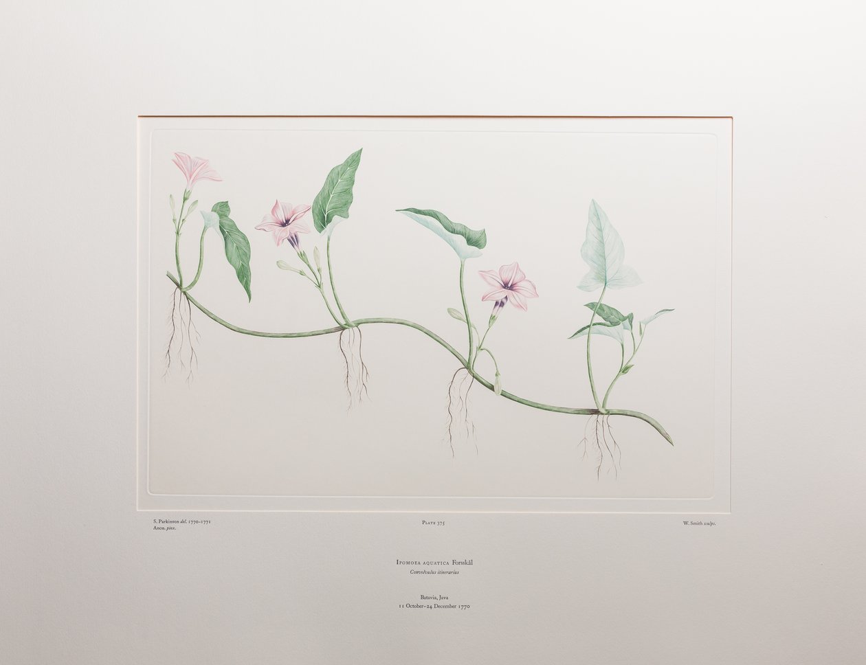 Ipomoea aquatica (Convolvulaceae) - Plate 375, Banks