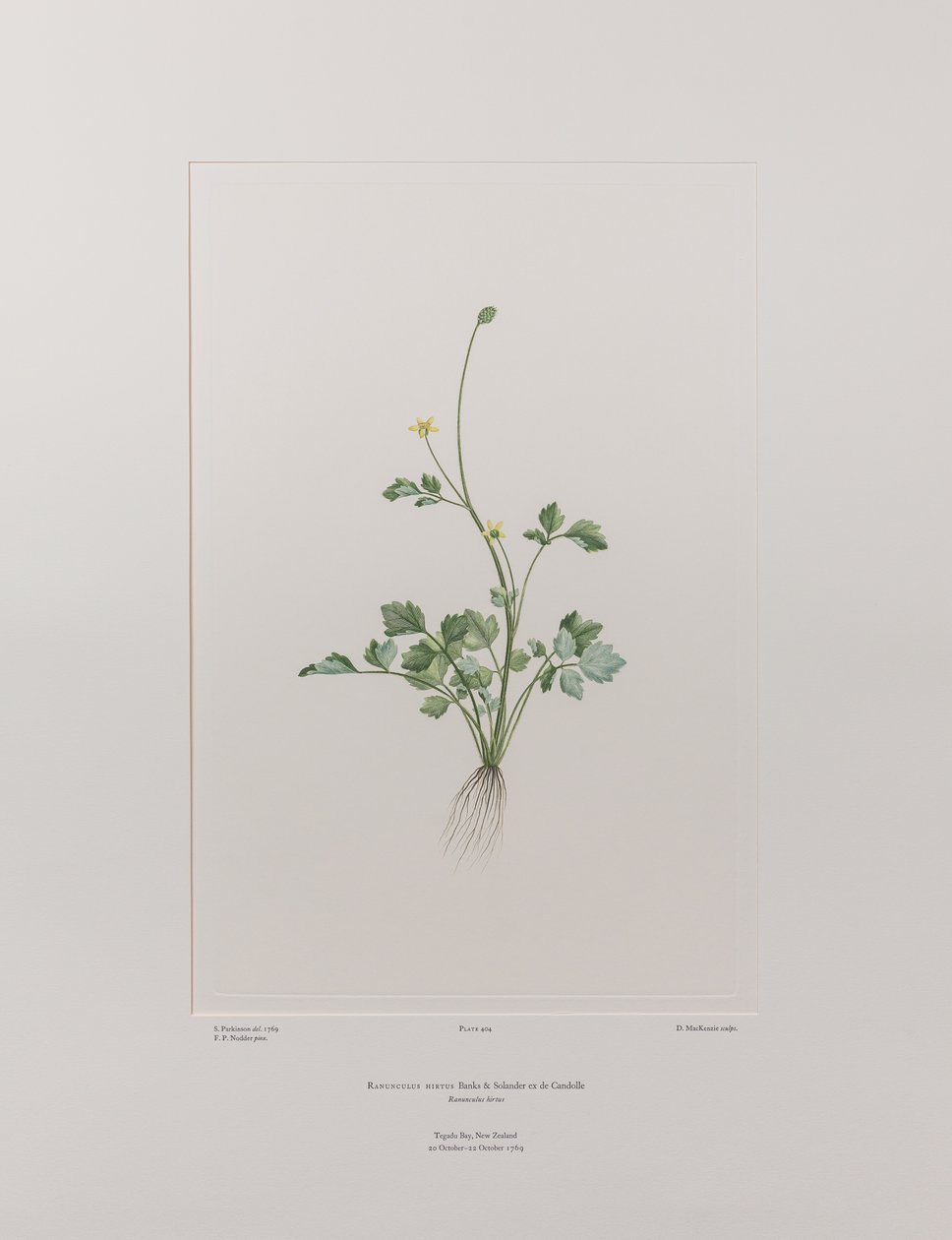 Ranunculus hirtus (Ranunculaceae) - Plate 404, Banks