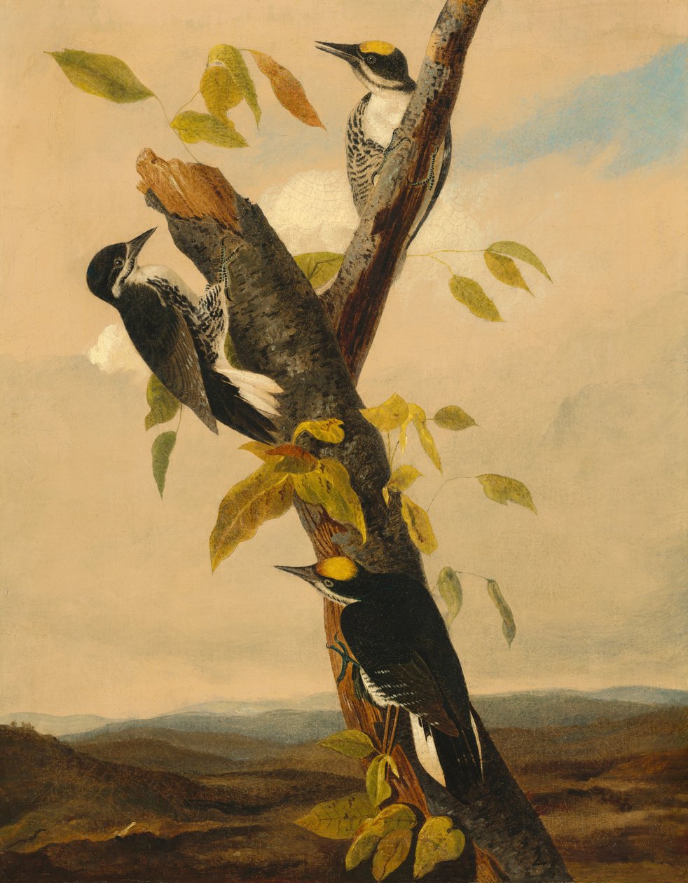 Black-Backed Three-Toed Woodpecker by Joseph Bartholomew Kidd