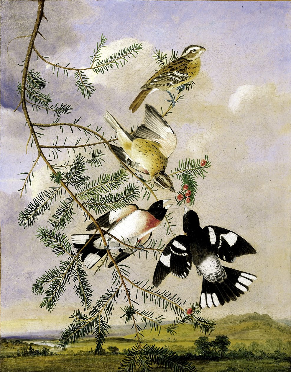 Rose-Breasted Grosbeak by Joseph Bartholomew Kidd