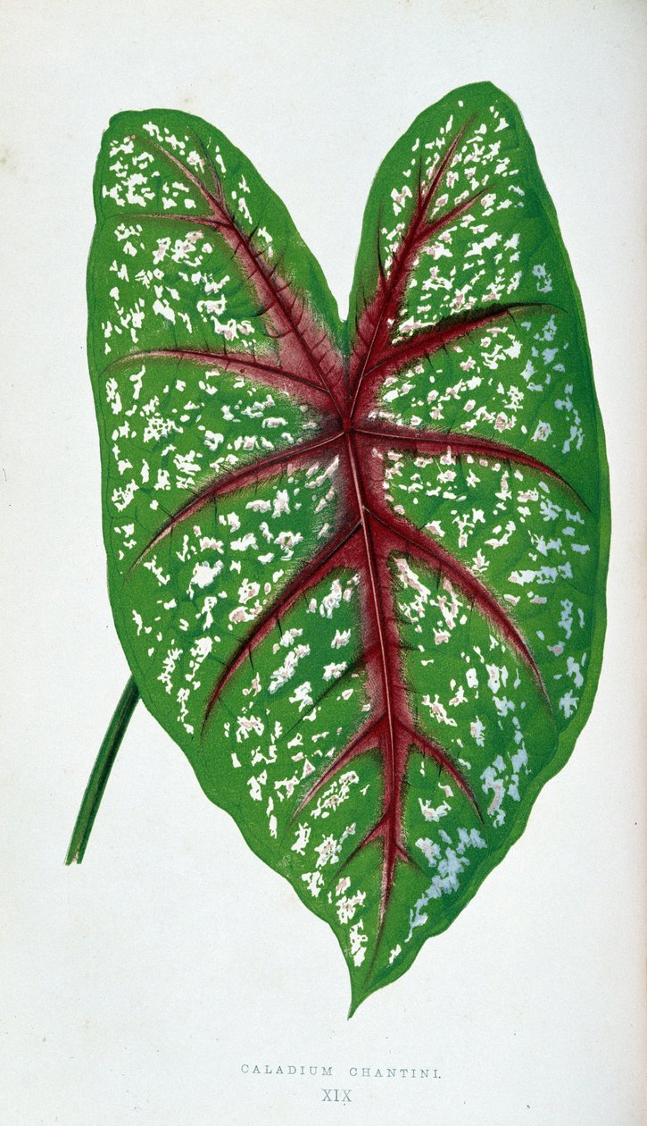 Chantini Caladium leaf. Botanical board in 