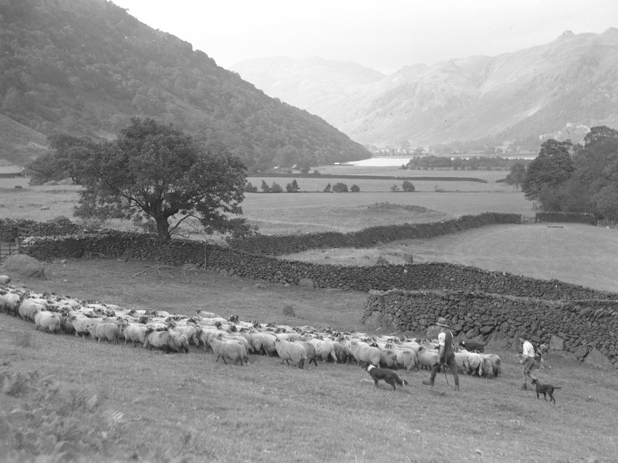 A farmer, a boy and two dogs herd a flock of sheep through a field, lake and hills in the background by Joseph Hardman