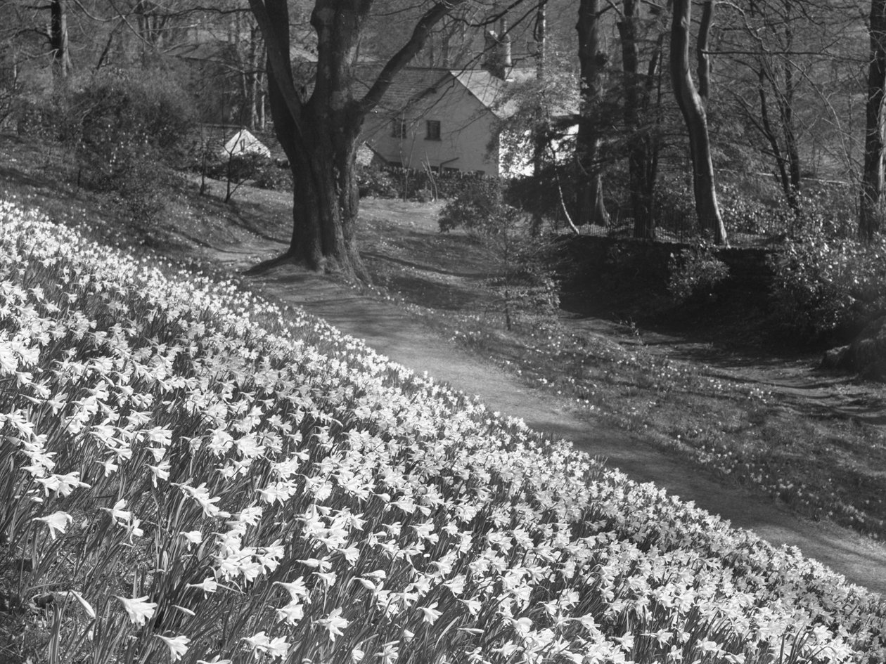 A Host of Daffodils on a Hillside, in the Background are Buildings by Joseph Hardman