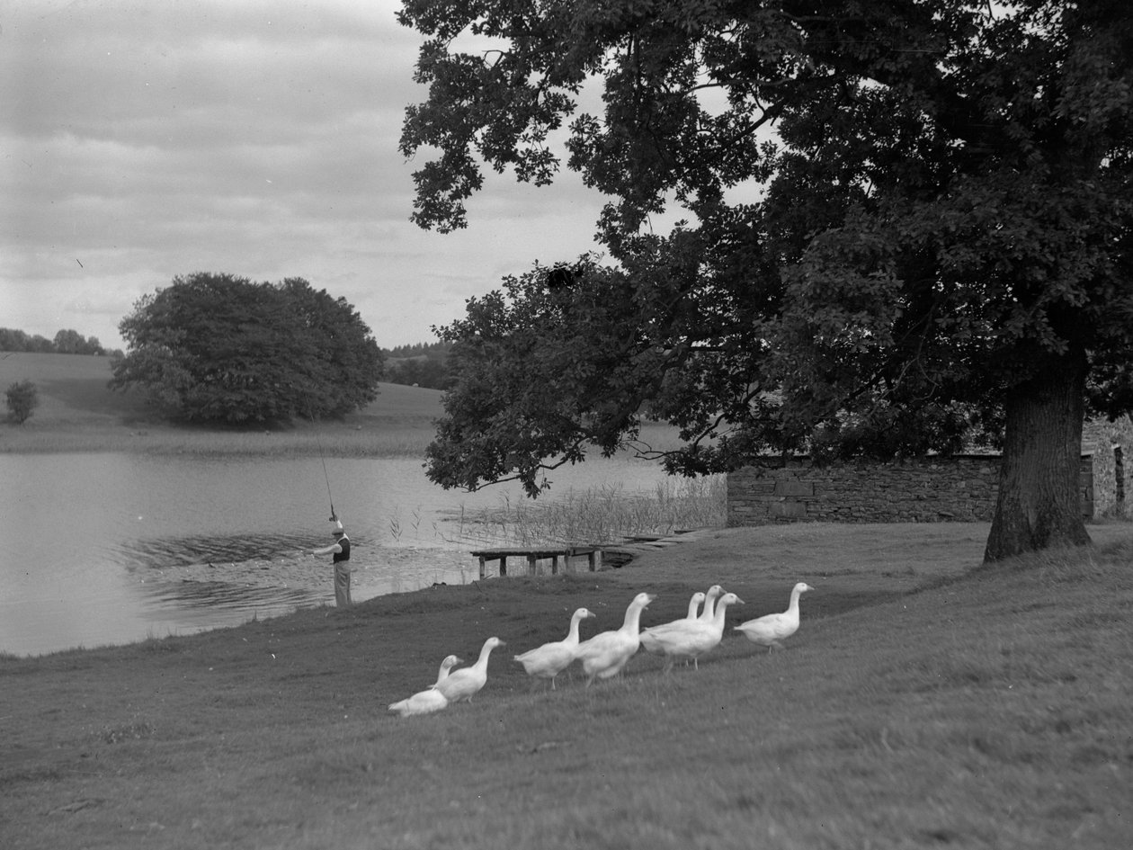 A man standing on grass bank next to lake fishing, flock of geese in foreground by Joseph Hardman