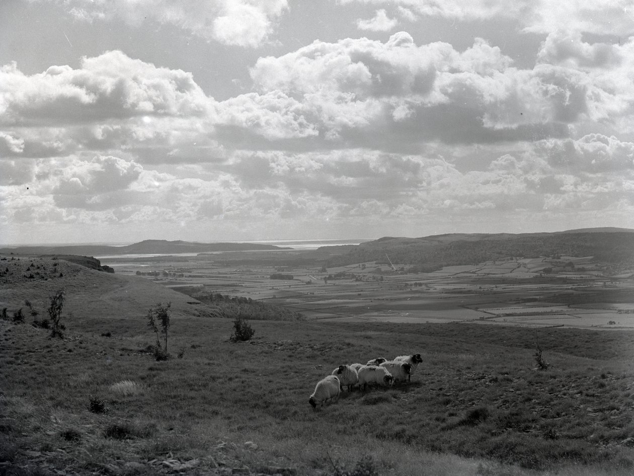A small flock of horned sheep at Scout Scar by Joseph Hardman