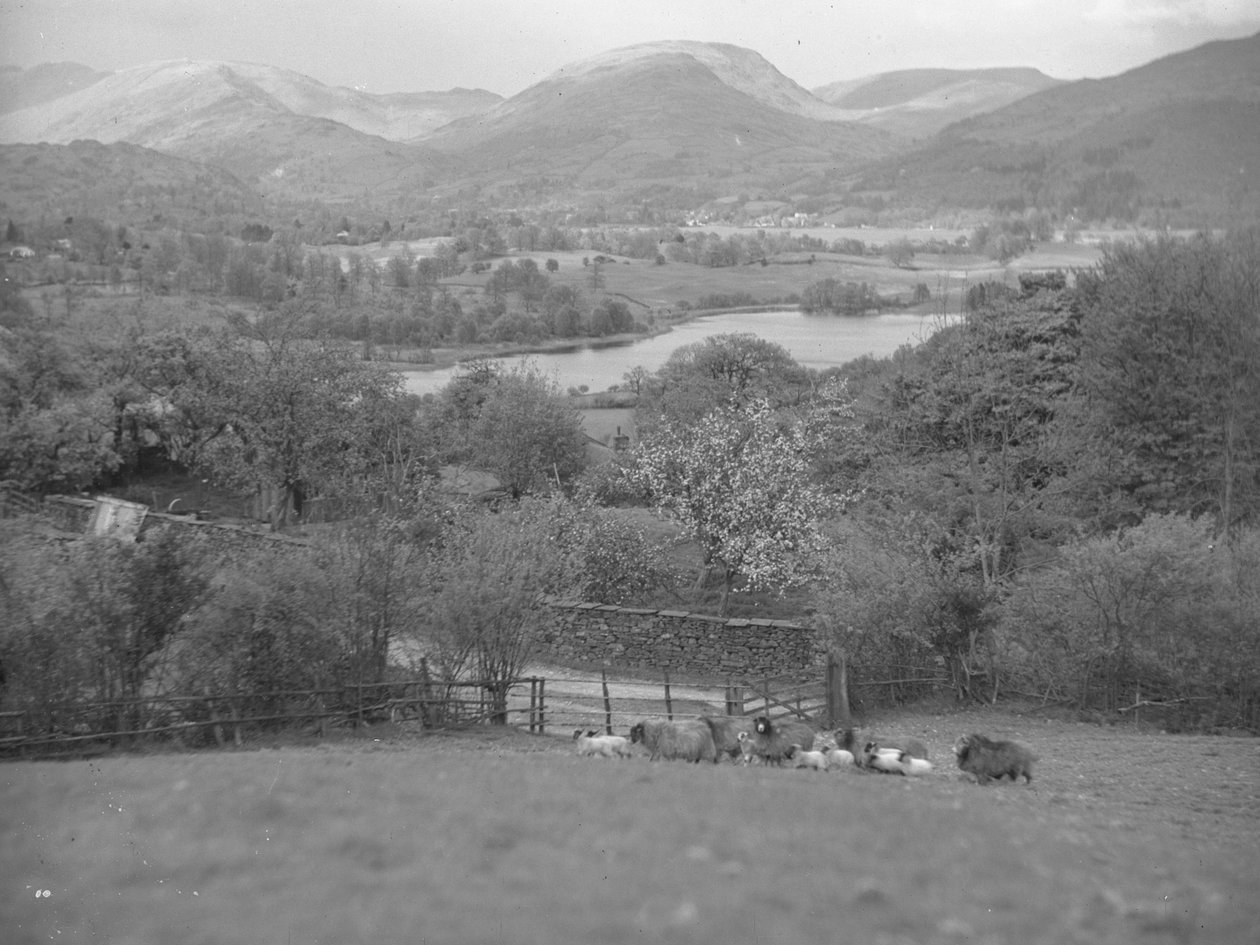 A view of sheep grazing in a field with lambs, in the background a lake, fells and woodland by Joseph Hardman
