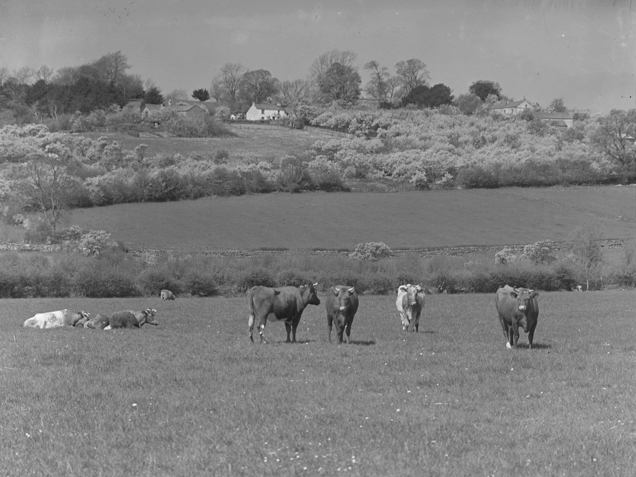 Cows in a Field by Joseph Hardman