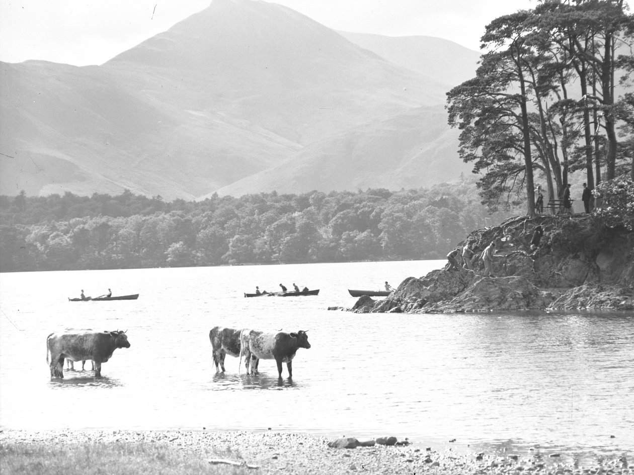 Cows standing in shallows at Thirlmere with lake, rowing boats and hills behind by Joseph Hardman