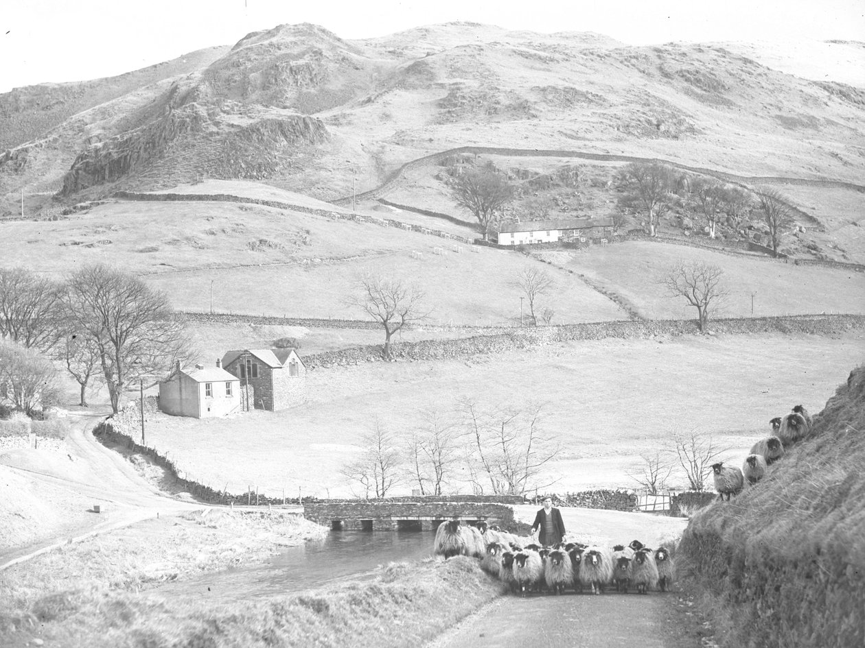 Flock of Sheep Being Driven Down Road by Joseph Hardman