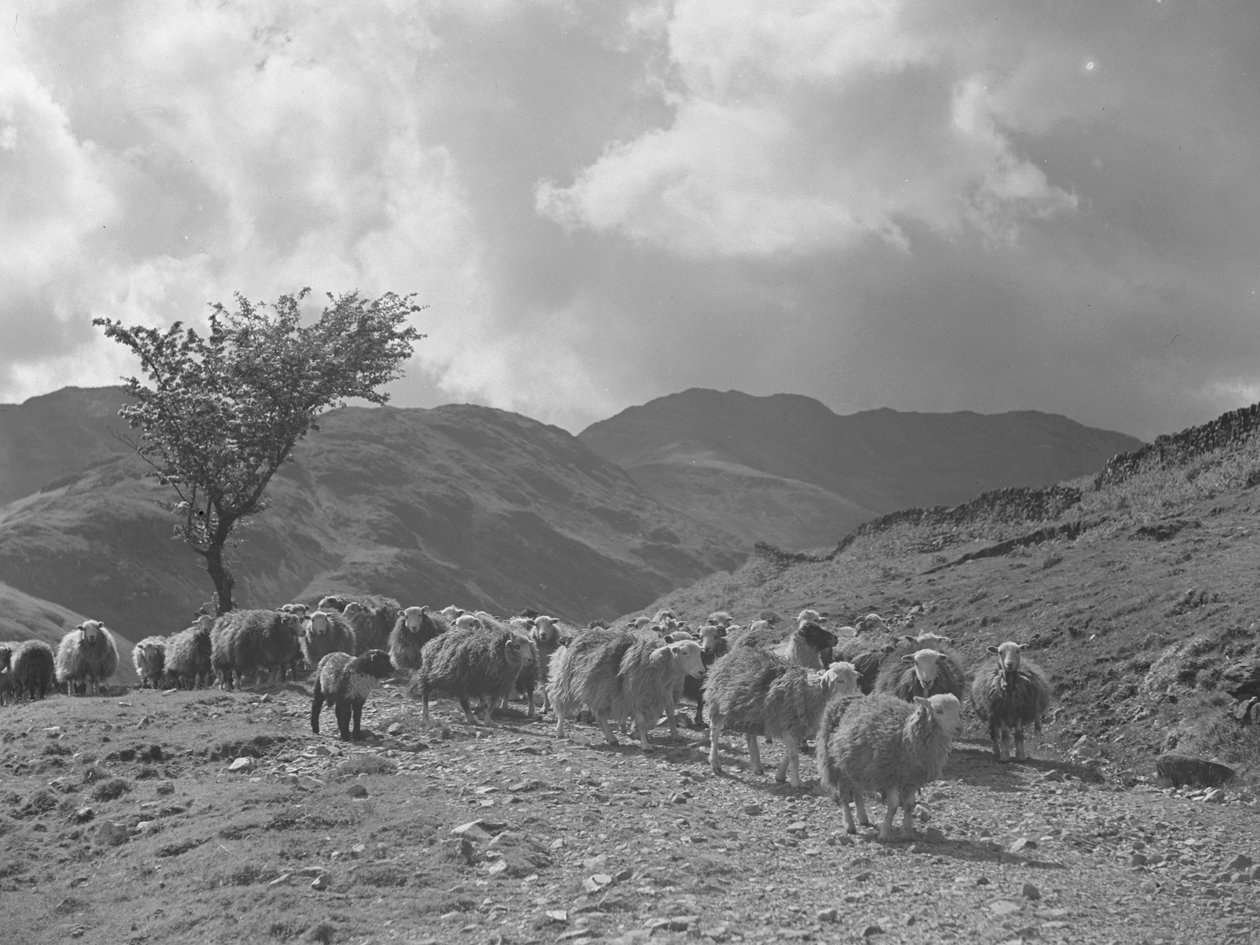 Flock of Sheep with Fells in Background by Joseph Hardman