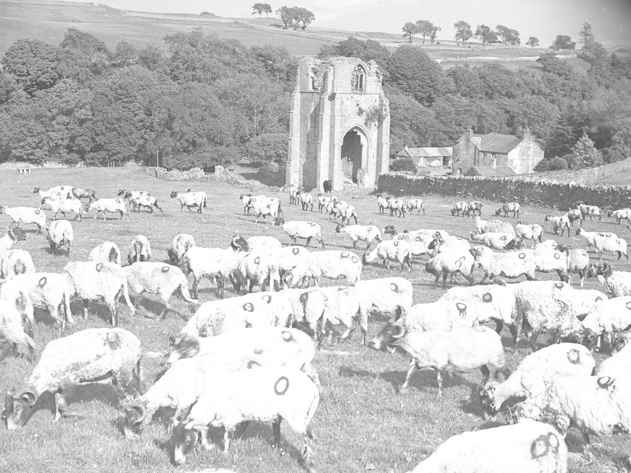 Sheep grazing in front of Shap Abbey by Joseph Hardman