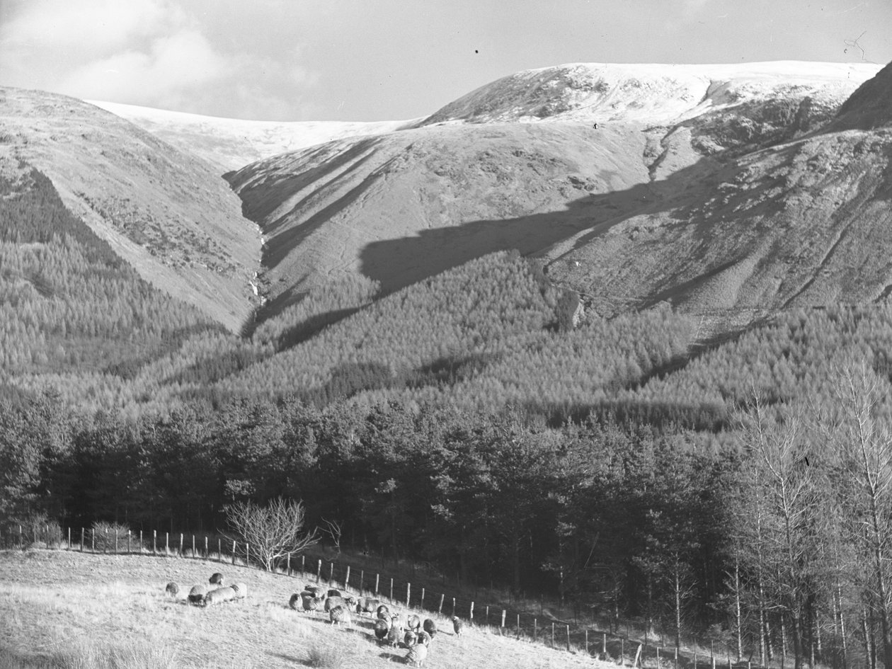 Sheep in field next to conifer plantation with hills in background by Joseph Hardman