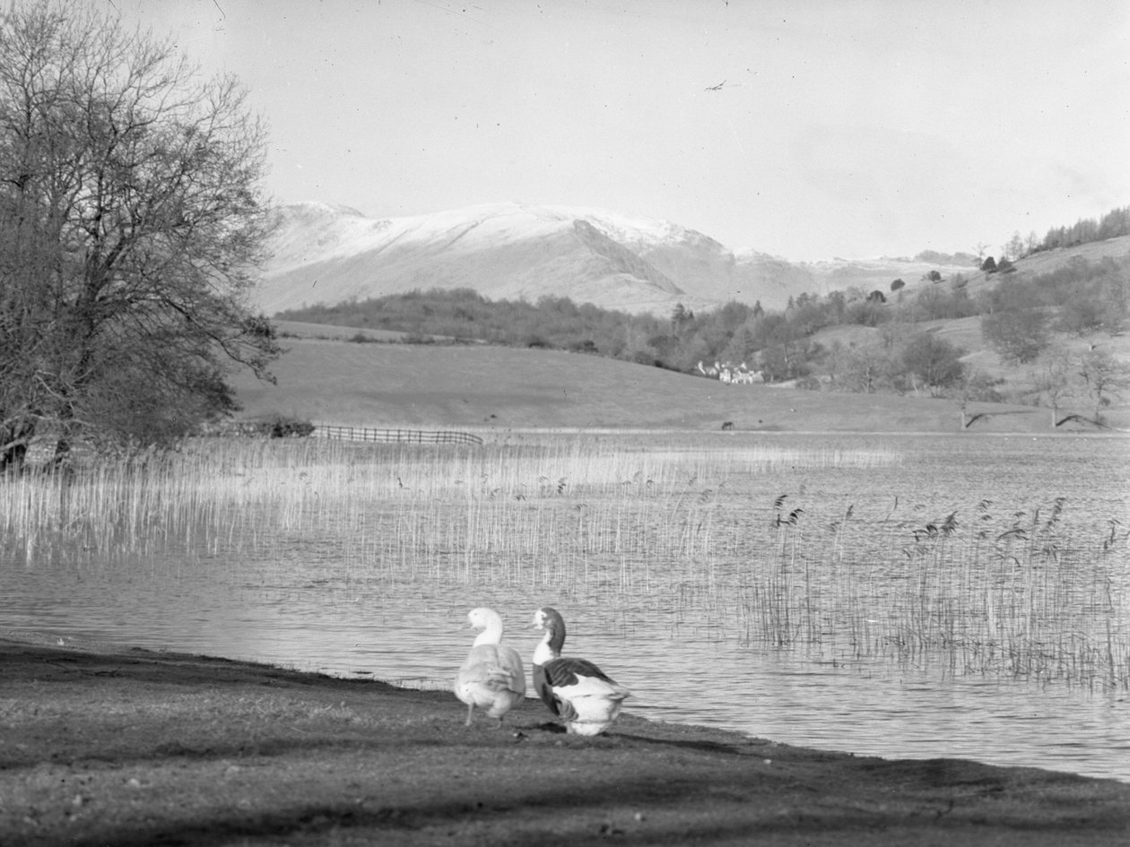 Two geese at the water