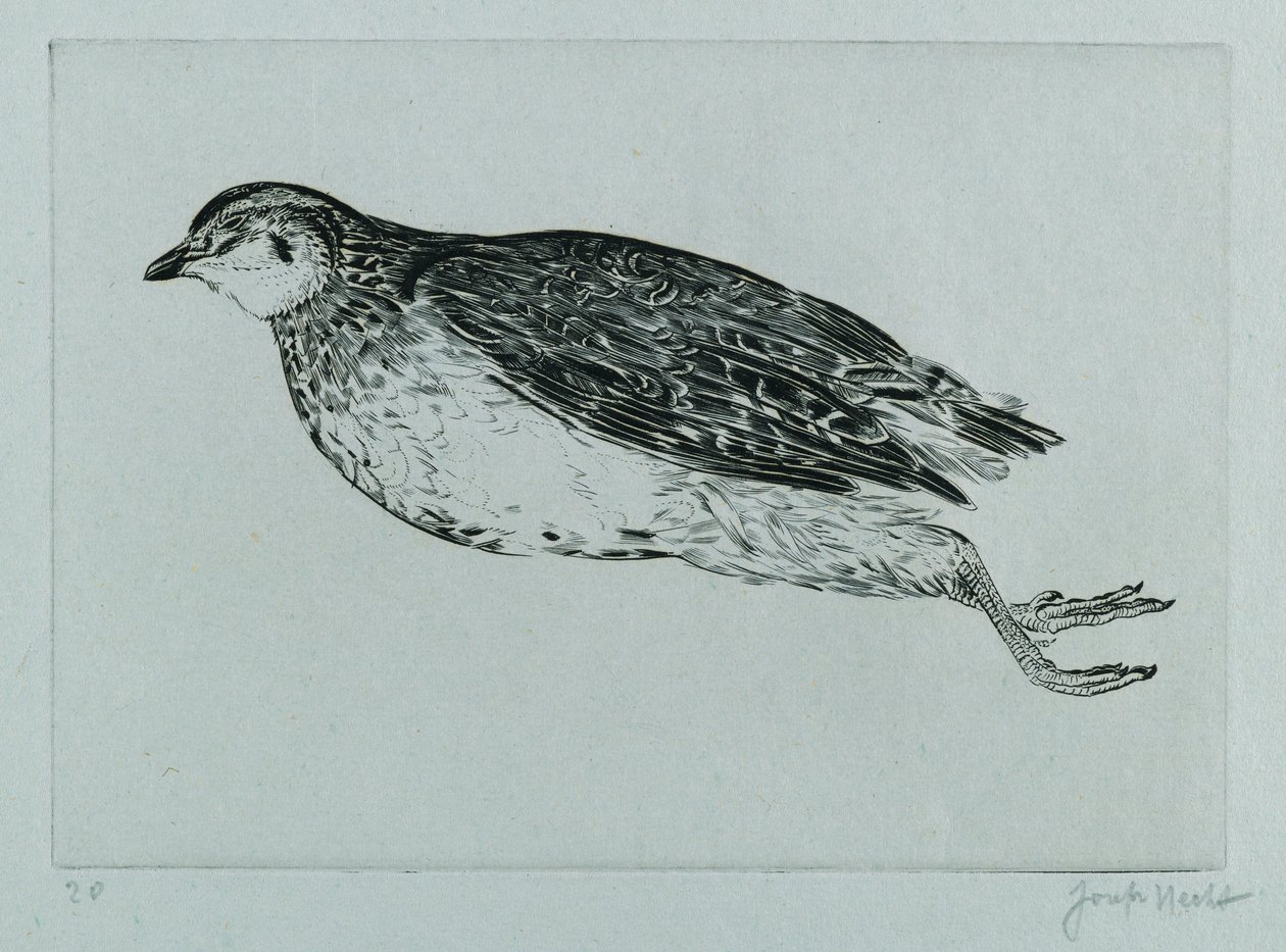 Dead Partridge (engraving) by Joseph Hecht