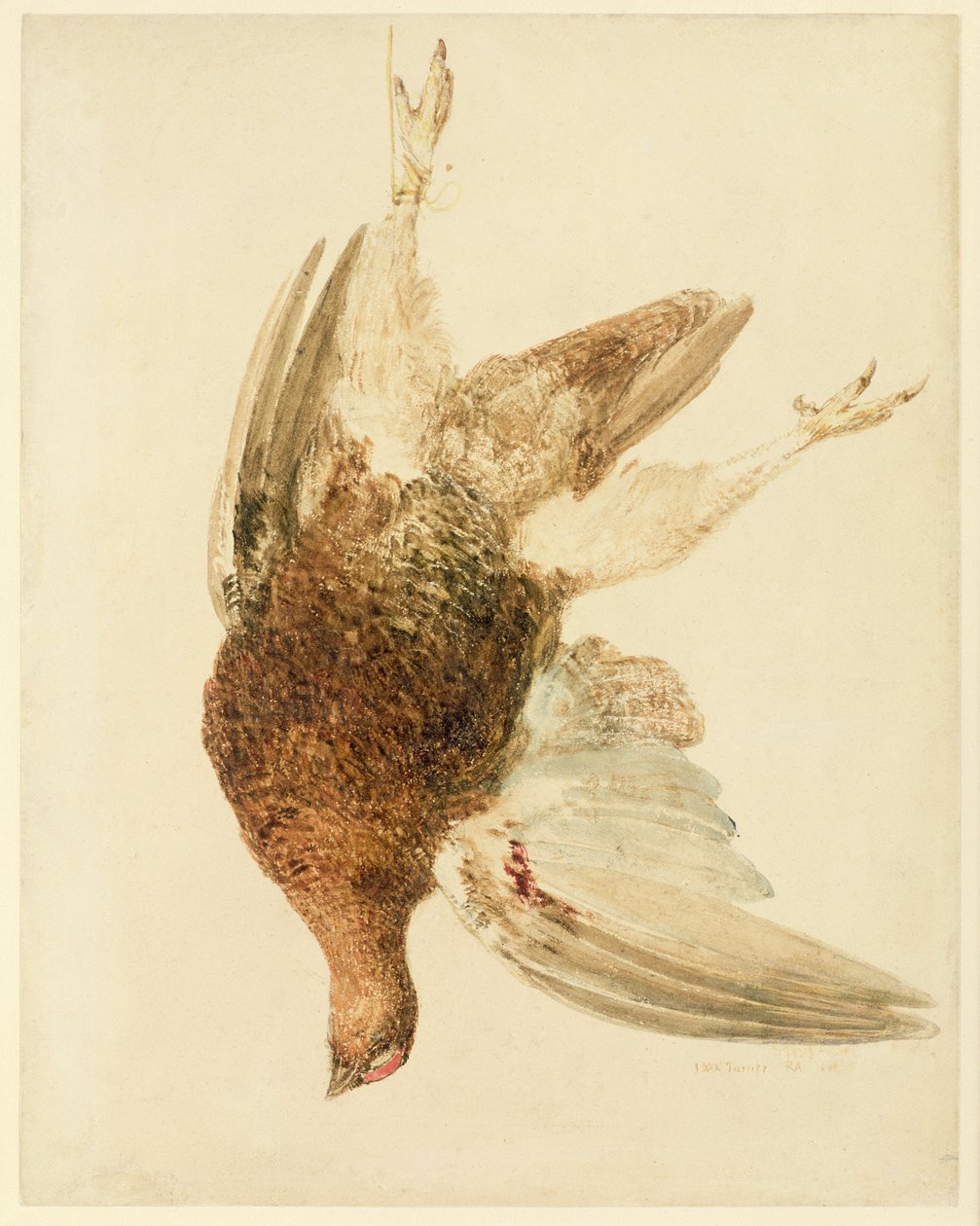 Grouse, from The Farnley Book of Birds by Joseph Mallord William Turner