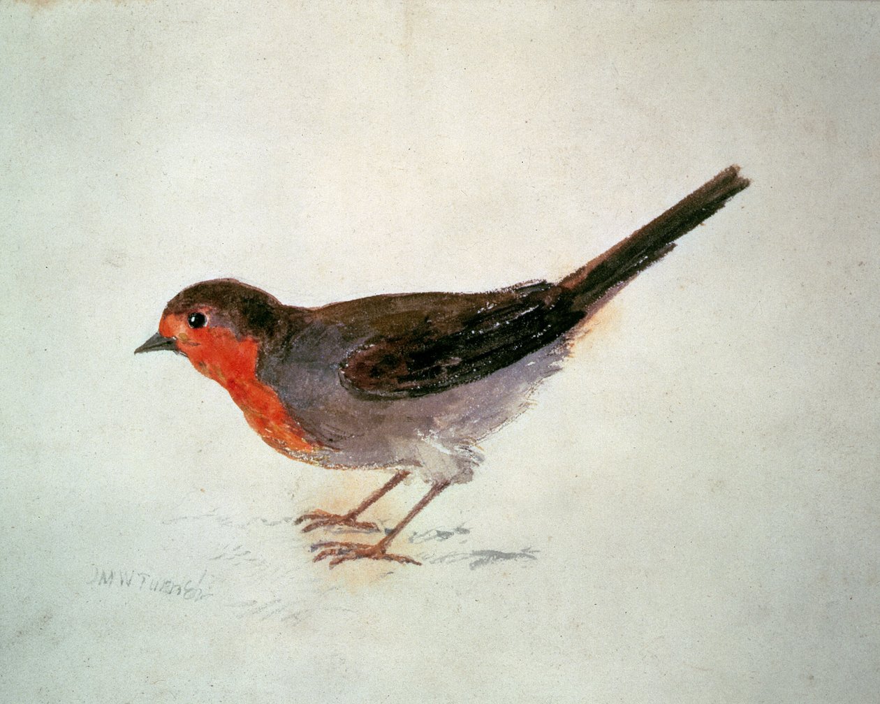 Robin, from The Farnley Book of Birds by Joseph Mallord William Turner