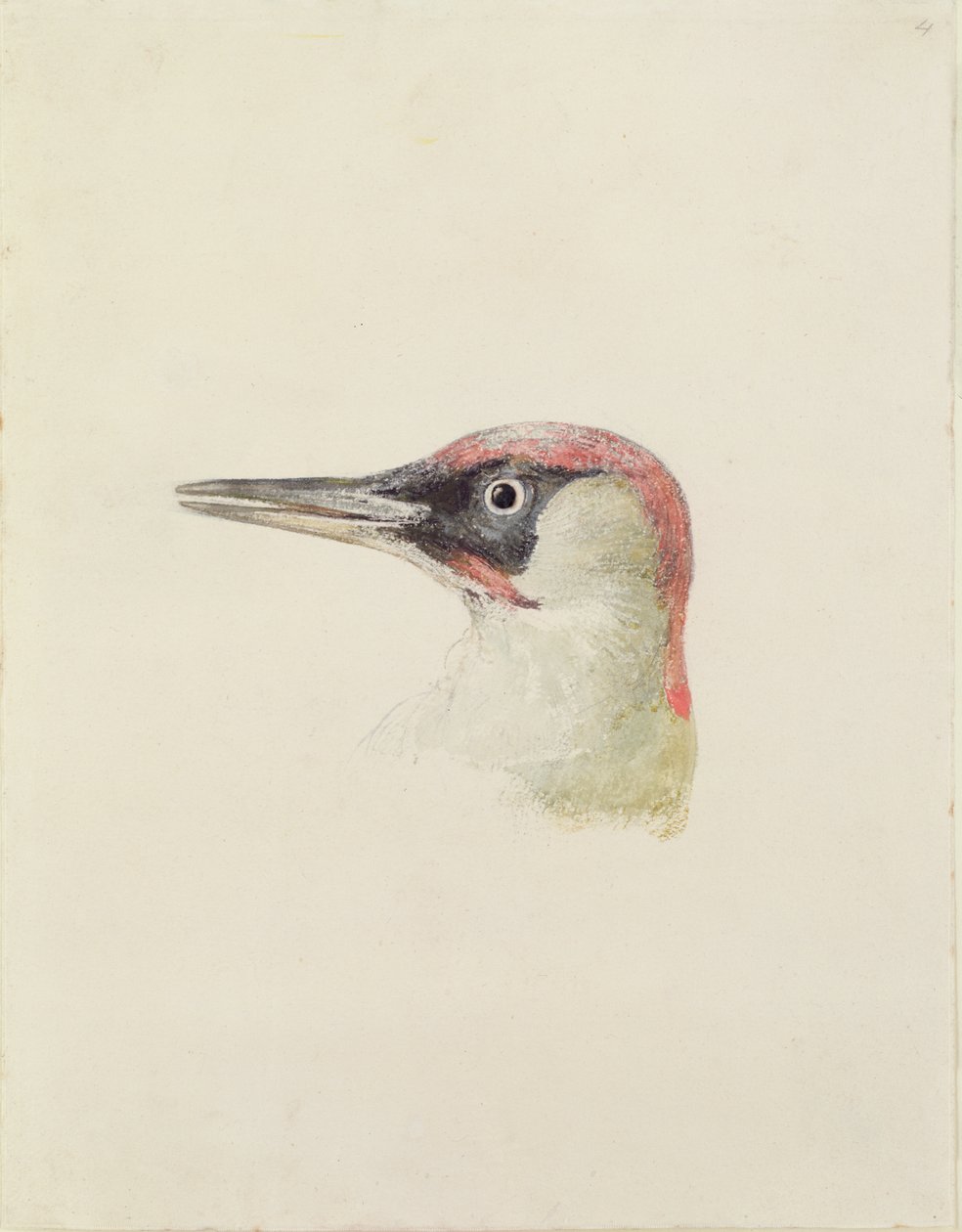 Woodpecker, from The Farnley Book of Birds, c.1816 by Joseph Mallord William Turner